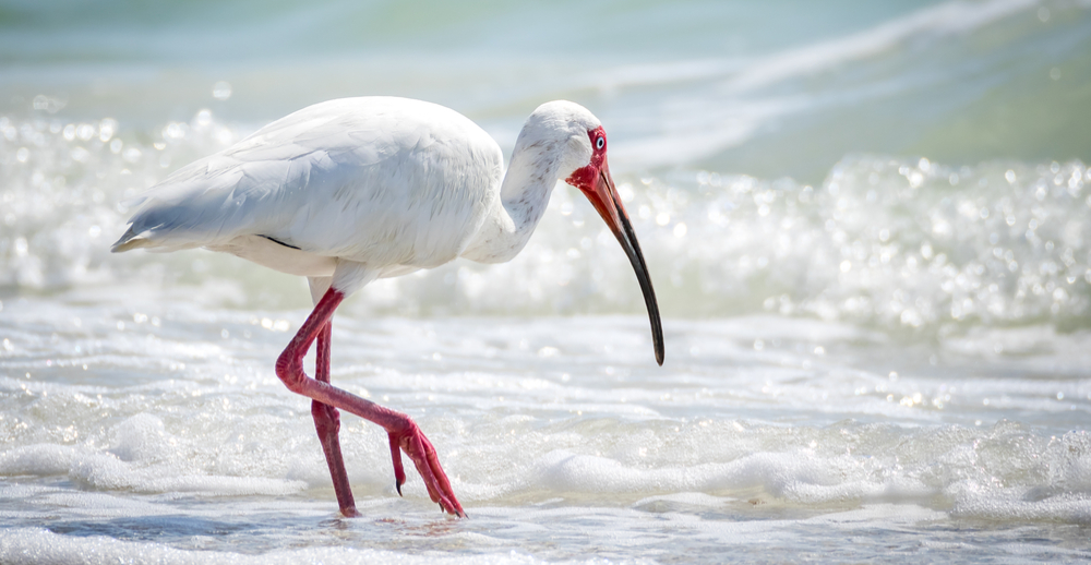 White Ibis Barefoot Beach